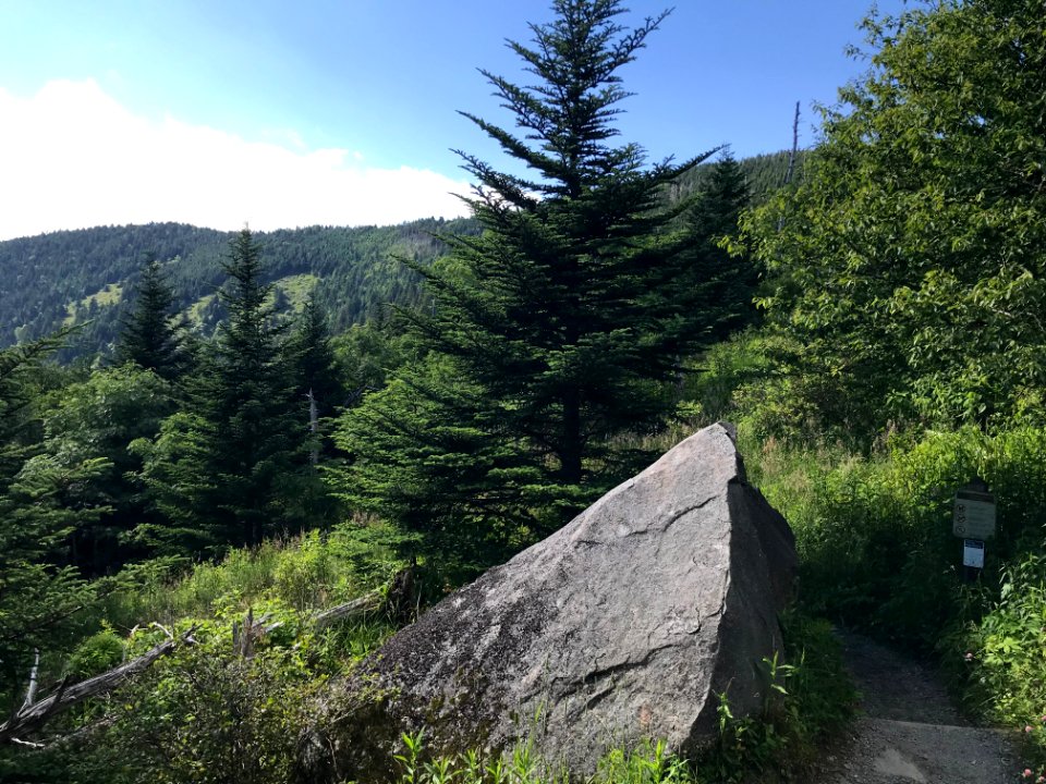 Forney Ridge Trail--Andrea Walton, July 2020