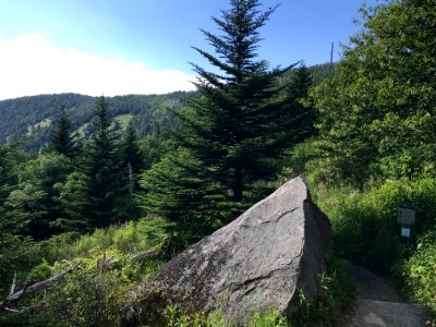 Forney Ridge Trail--Andrea Walton, July 2020