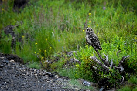 Short-eared owl on the road to Quartz Creek, north of Nome, AK.