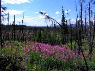 Fire is a natural part of the boreal forest and tundra ecosystems in AK