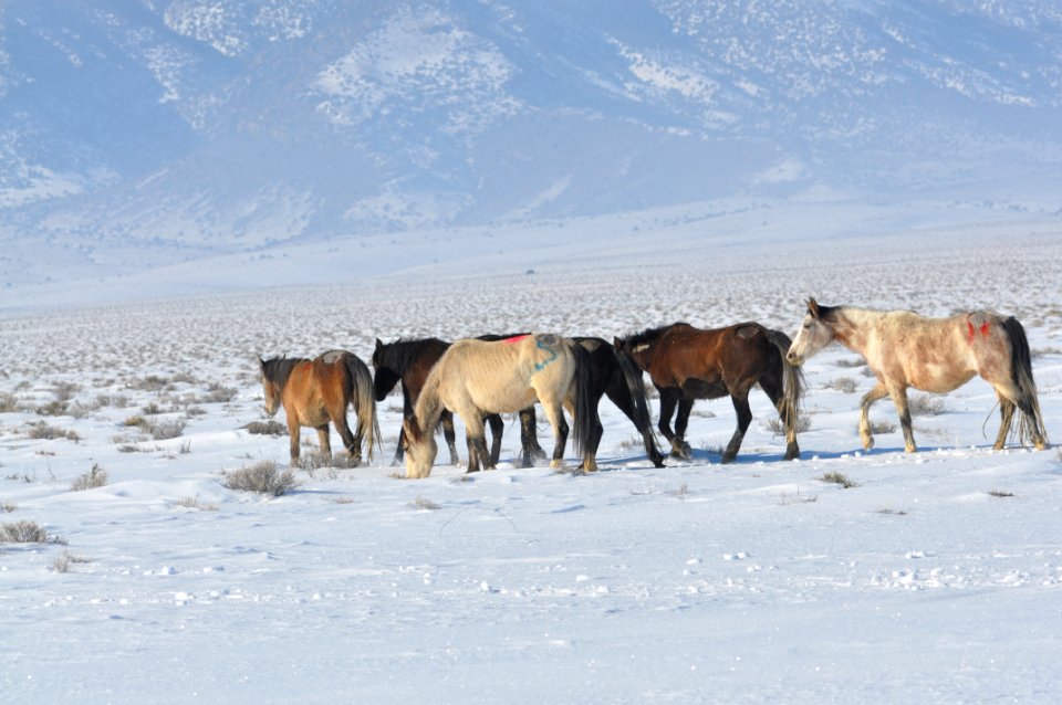 Swasey Wild Horse Gather Day 5: 2/16/13