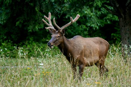 Male elk, 2018--Chalice Keith