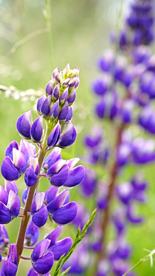 Lupinus photo