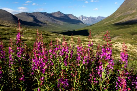 Wildflowers of Bremner (4)