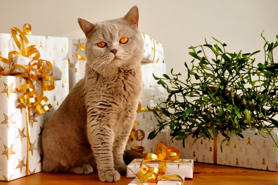 Pet gifts british shorthair
