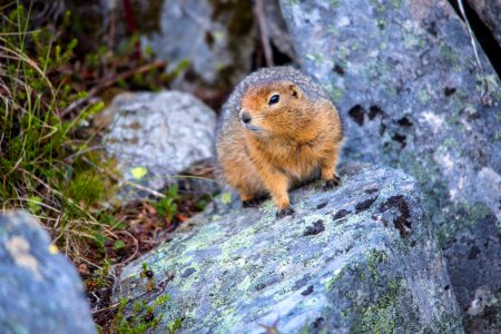 Arctic Ground Squirrel (5) - Spermophilus parryii photo