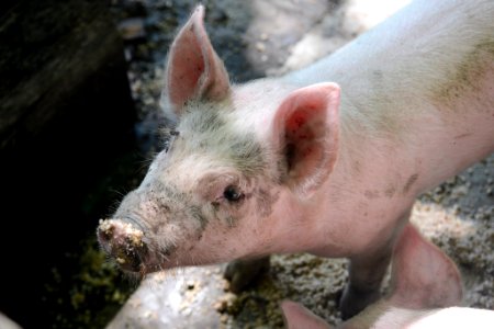Pig on Mountain Farm Museum, summer 2018--Chalice Keith