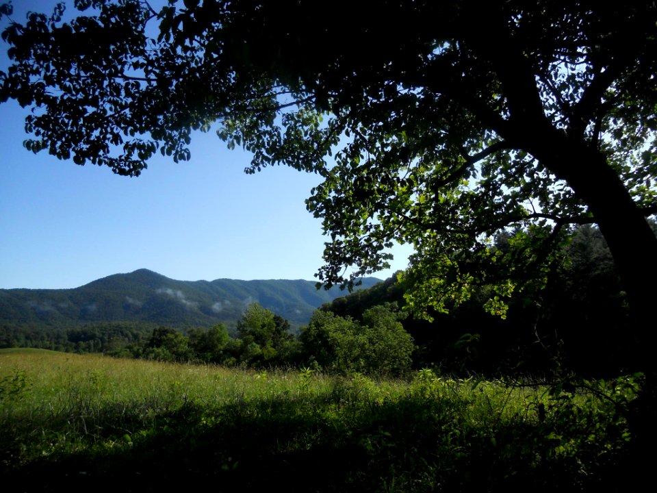 Sunny morning in Cades Cove, June 2015--Andrea Walton