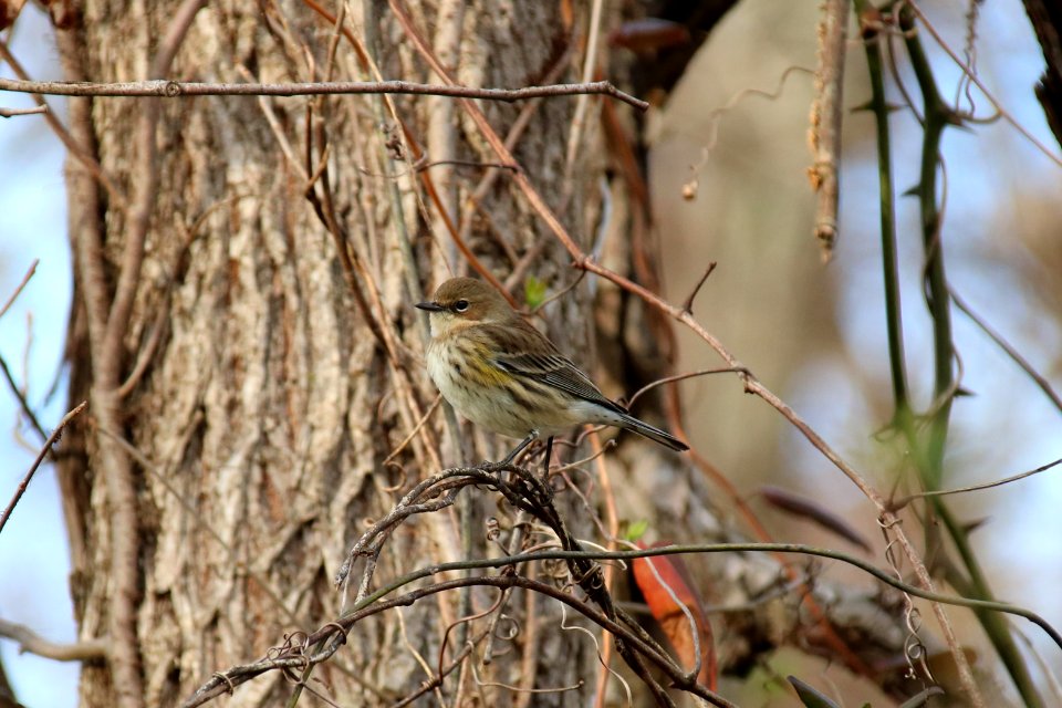 Yellow-rumped warbler, February 8, 2019--Warren Bielenberg