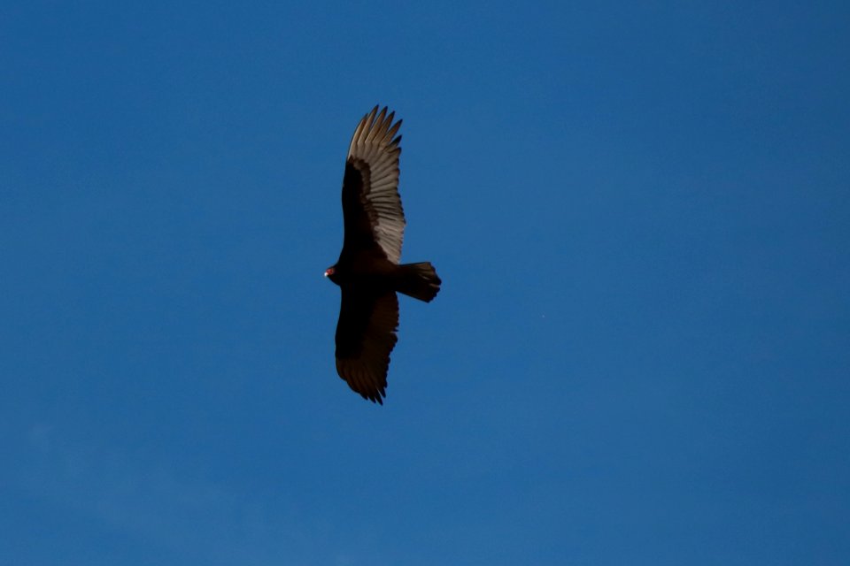 Turkey vulture--Warren Bielenberg, March 2018