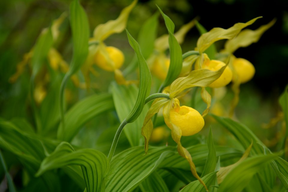 Yellow lady slipper, spring 2018--Chalice Keith