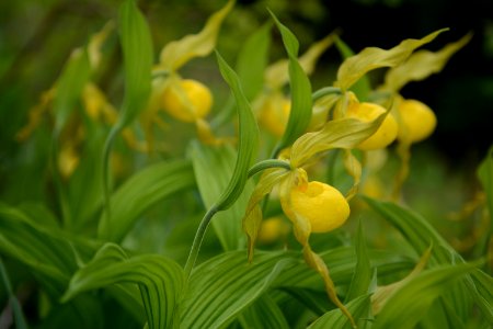 Yellow lady slipper, spring 2018--Chalice Keith