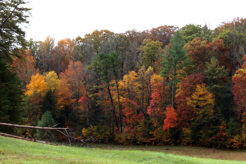 Cades Cove, October 24, 2020 -- Warren Bielenberg (3)