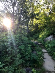 Forney Ridge Trail--Andrea Walton, July 2020 photo