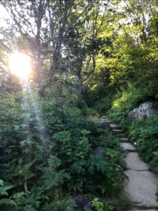 Forney Ridge Trail--Andrea Walton, July 2020