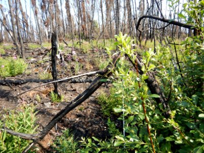 Current Creek Fire regrowth