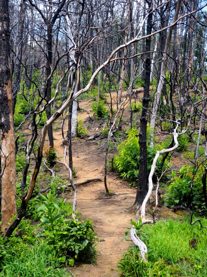 Burned trees on Baskins Creek Trail, Pat Cohee--July 2018
