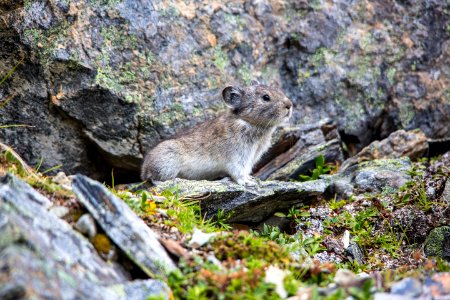 Collared Pika (2) - Ochotona collaris