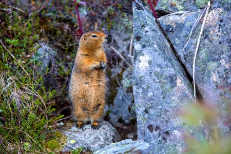 Arctic Ground Squirrel - Spermophilus parryii photo