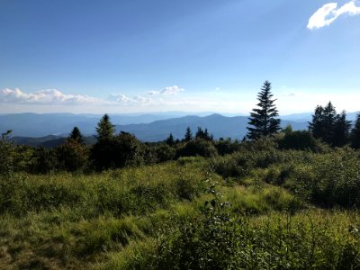 Andrews Bald, Forney Ridge Trail--Andrea Walton, July 2020