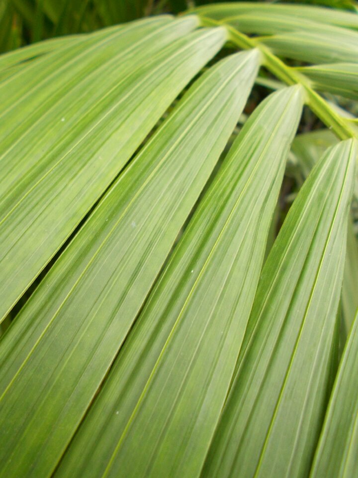 Plant nature tropical