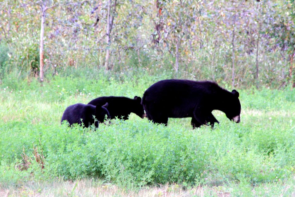 Black Bear Family On The ALCAN 4