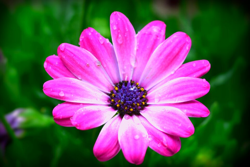 Pink drops dew