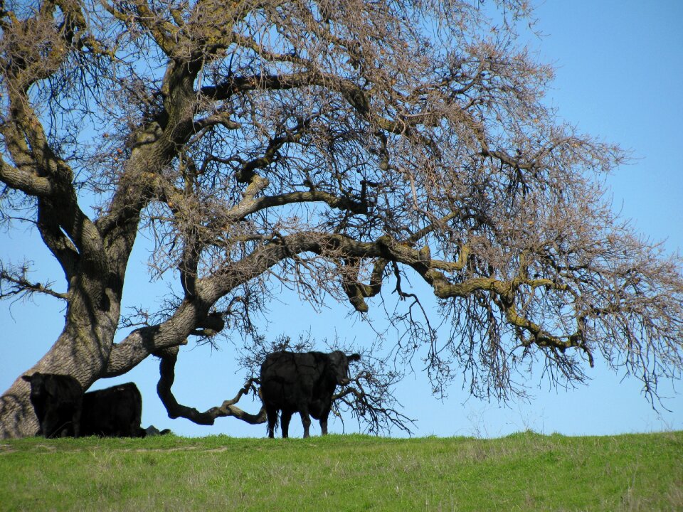 Grazing agriculture ranching