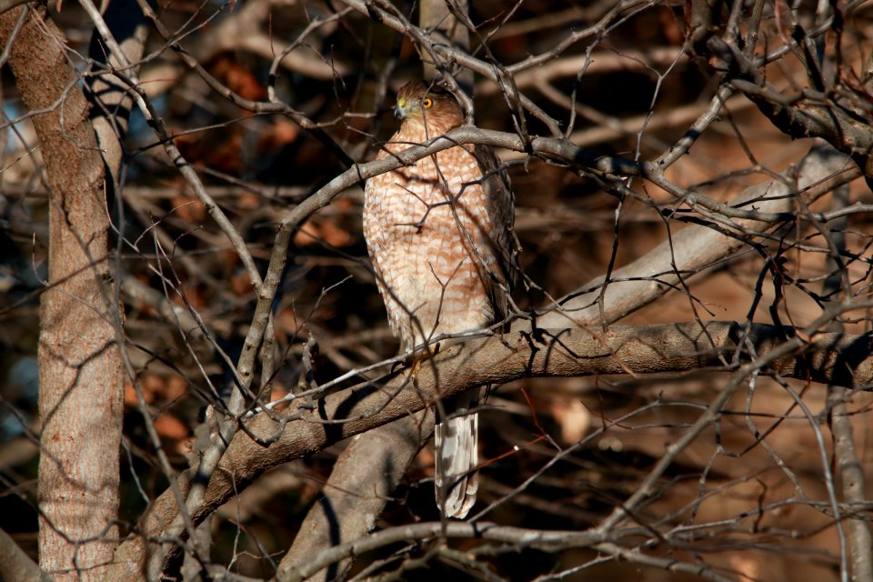 Cooper's hawk, January 2, 2019--Warren Bielenberg