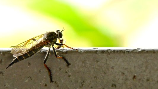 insect wars