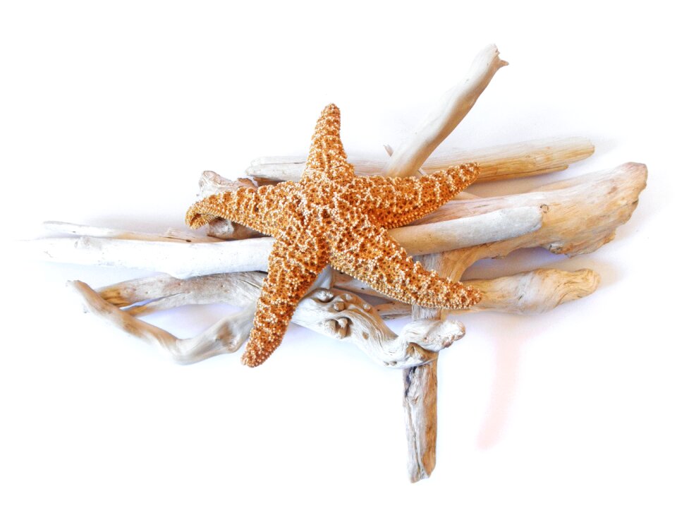Driftwood decorative marine