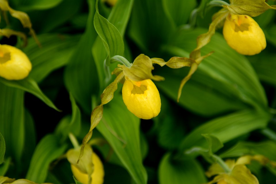 Yellow lady slipper, spring 2018--Chalice Keith