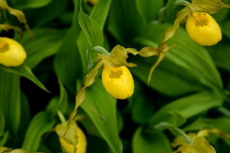 Yellow lady slipper, spring 2018--Chalice Keith