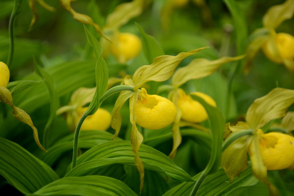 Yellow lady slipper, spring 2018--Chalice Keith