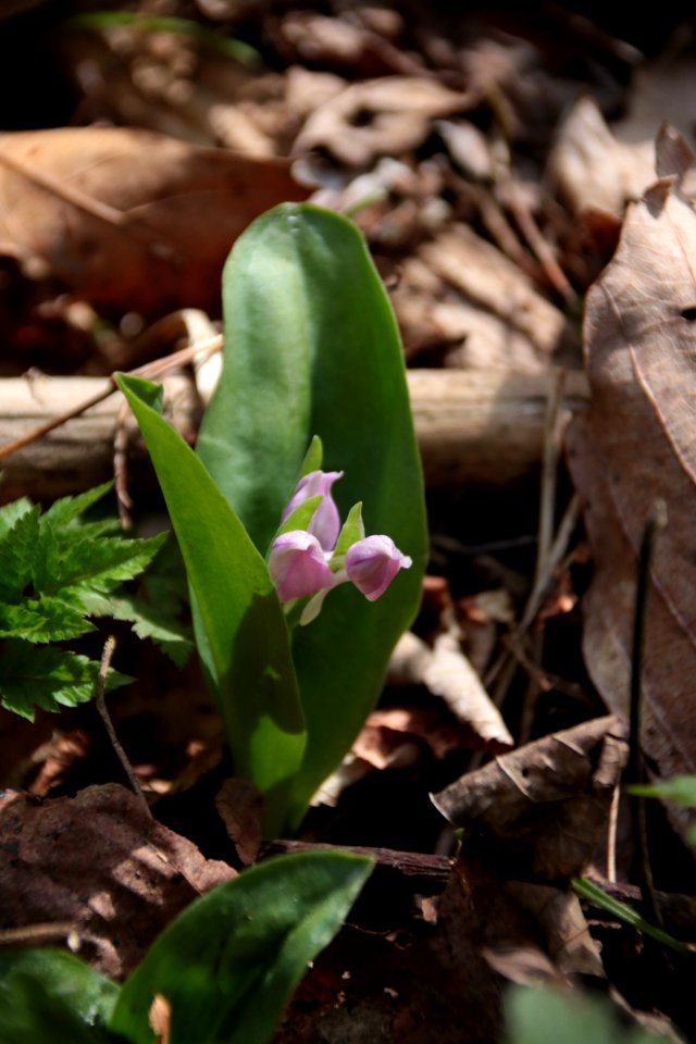 Showy orchis, April 2018--Warren Bielenberg