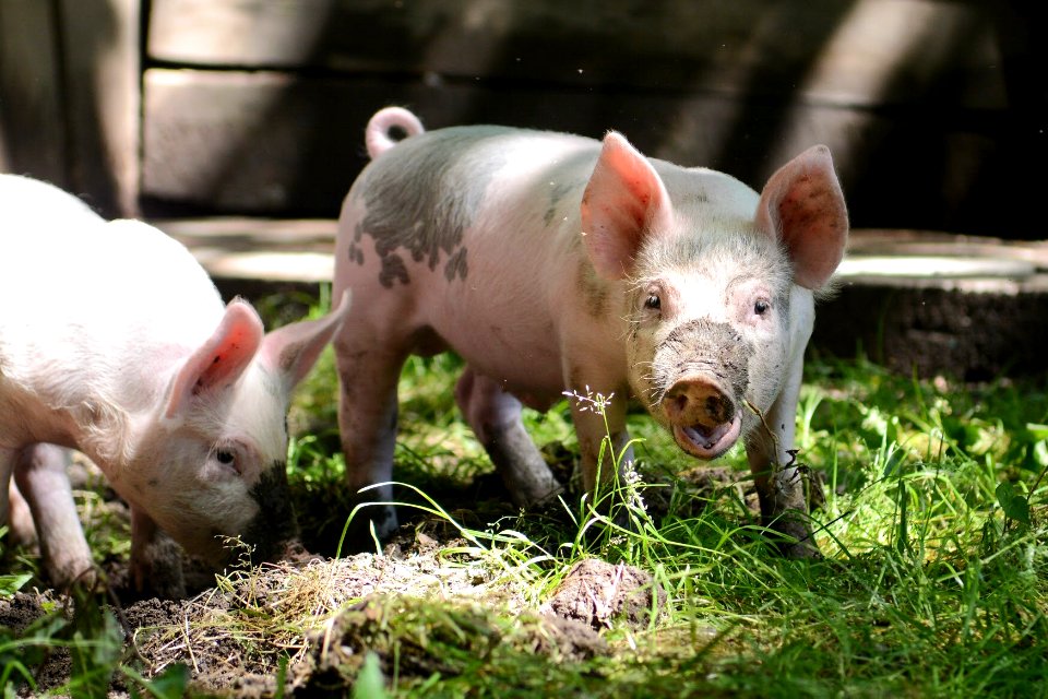 Pigs on Mountain Farm Museum, summer 2018--Chalice Keith