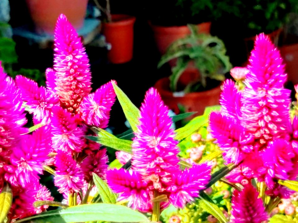 IMAG0059