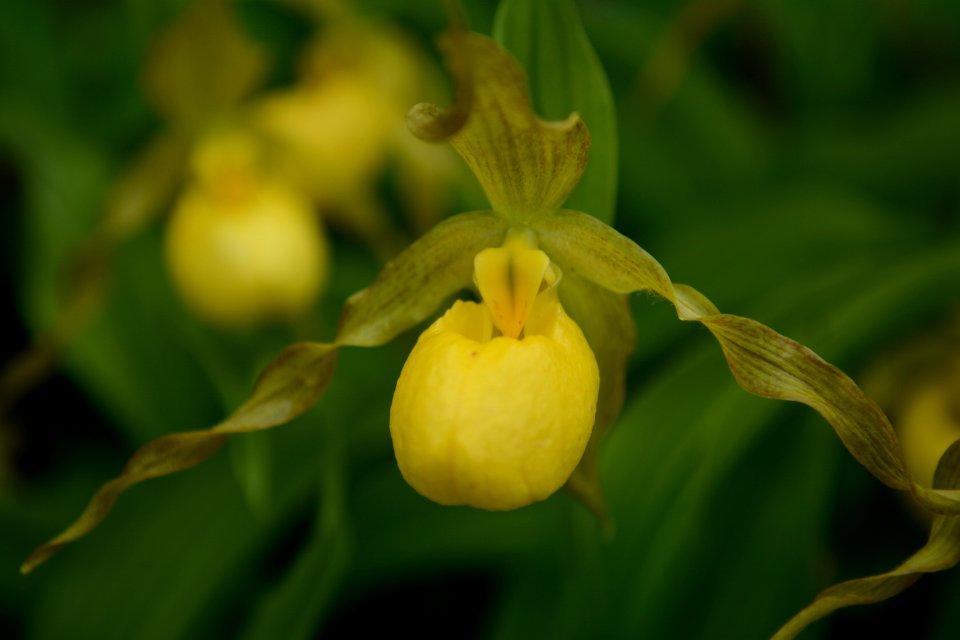 Yellow lady slipper, spring 2018--Chalice Keith