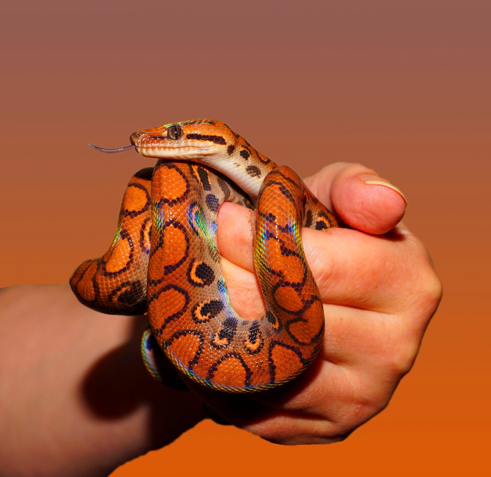Scale brazilian red rainbow boa close up