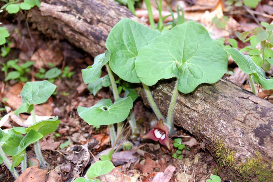 Wild ginger, April 2018--Warren Bielenberg