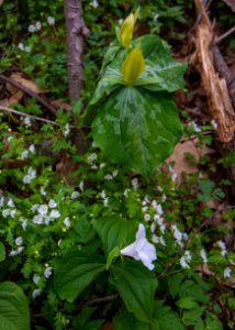 Trillium and fringed phacelia, April 2018--Thom McManus