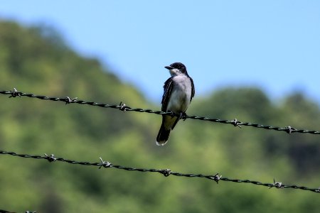 Eastern Kingbird, May 2017--Warren Bielenberg