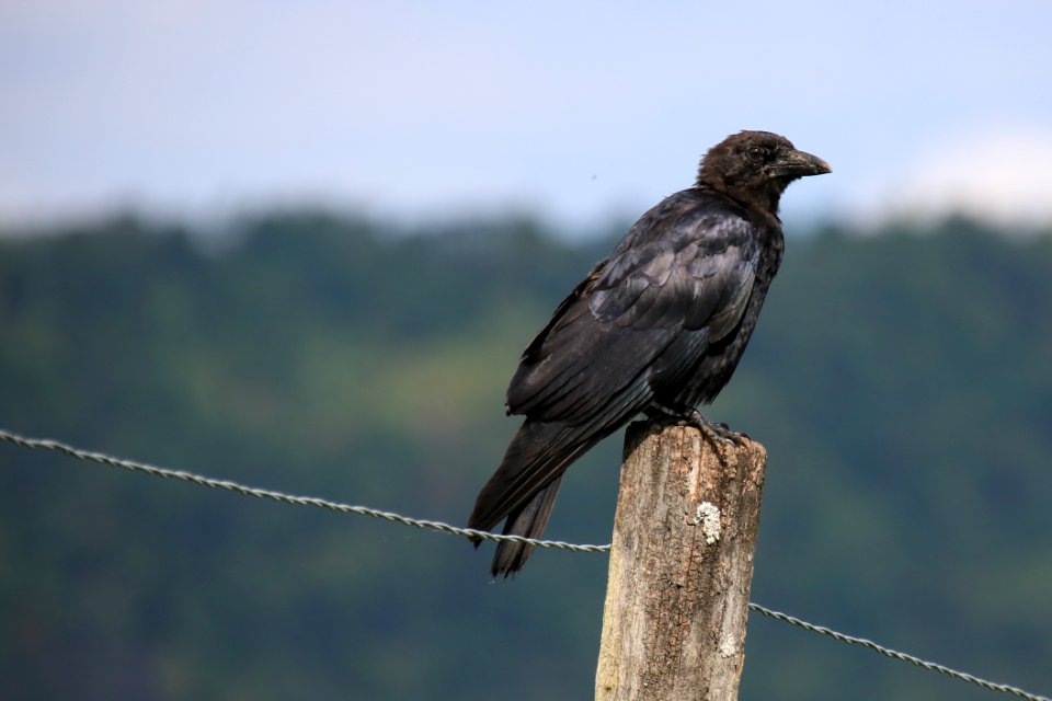 American crow on fencepost