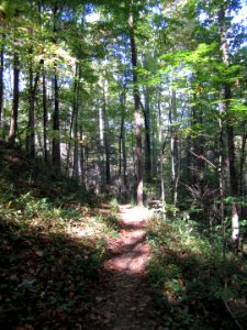 Grassy Branch Trail, October 2011--Christine Hoyer