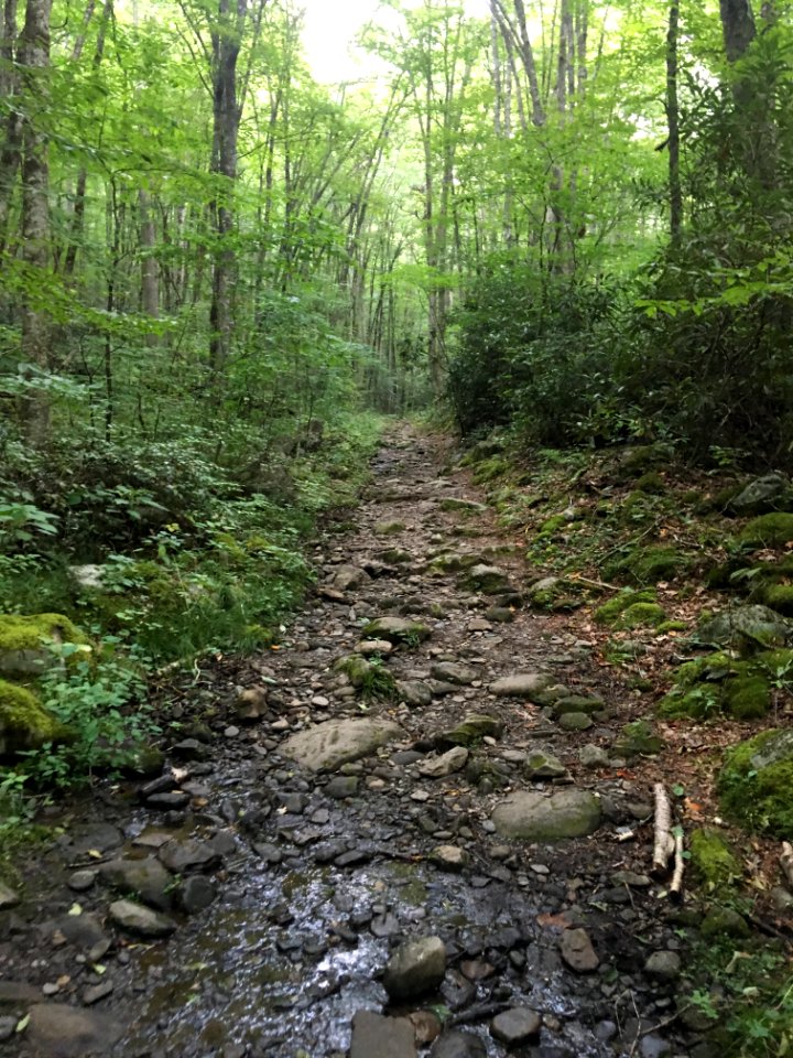 Kephart Prong Trail, August 2017--Christine Hoyer