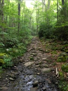 Kephart Prong Trail, August 2017--Christine Hoyer