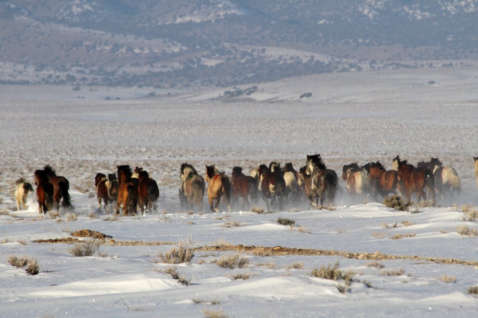 Swasey Wild Horse Gather Day 5: 2/16/13