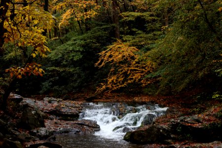 Laurel Creek Road, October 24, 2020 -- Warren Bielenberg (3)