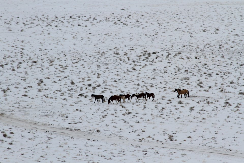 Swasey Wild Horse Gather: Day 1