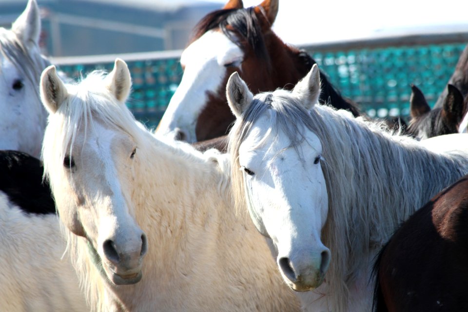 Swasey Wild Horse Gather Day 2: 2/13/13